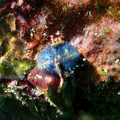 Ornate Christmas Tree Worm (Spirobranchus incrassatus)