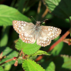 Tropical Checkered Skipper (Burnsius oileus)