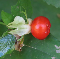 Turk's Cap (Malvaviscus arboreus) - Fruit