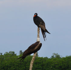 Magnificent Frigatebird (Fregata magnificens)