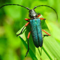 Deltaspis rubriventris