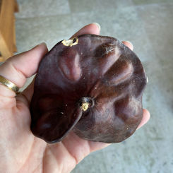 Elephant Ear Tree (Enterolobium cyclocarpum)