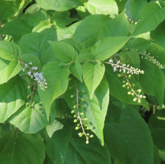 Pigeonberry (Rivina humilis)