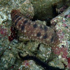 Bottleneck Sea Cucumber (Holothuria impatiens)