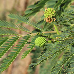 White Leadtree (Leucaena leucocephala)