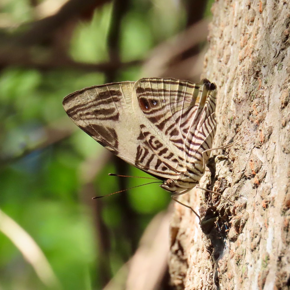 Nymphalini