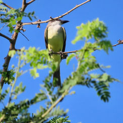 Thick-billed Kingbird (Tyrannus crassirostris)