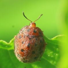Tortoise Beetle (Genus Chelymorpha)