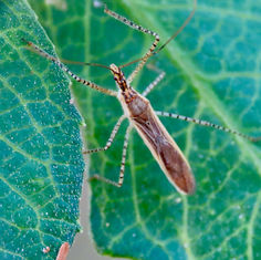 Zelus cervicalis
