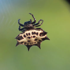 Spinybacked Orbweaver (Gasteracantha cancriformis)