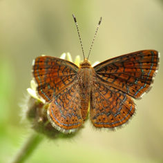 Genus Calephelis - Metalmark Butterfly