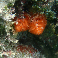 Ornate Christmas Tree Worm (Spirobranchus
