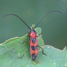 Tylosis puncticollis - Longhorn Beetle