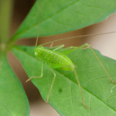 Anaulacomera - Leaf Katydids