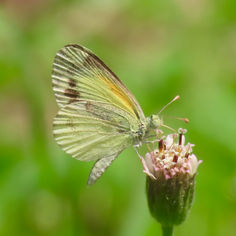 Dainty Sulphur (Nathalis iole)