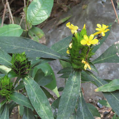 Barleria oenotheroides