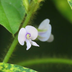 Calopo (Calopogonium mucunoides)