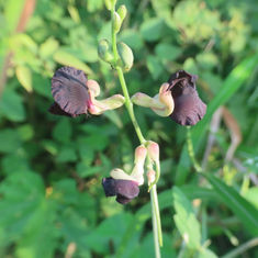 Purple Bush-Bean (Macroptilium atropurpureum)