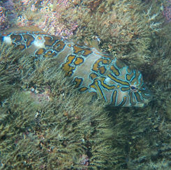 Giant Hawkfish (Cirrhitus rivulatus)