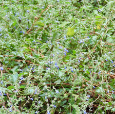 River Sage (Salvia misella)