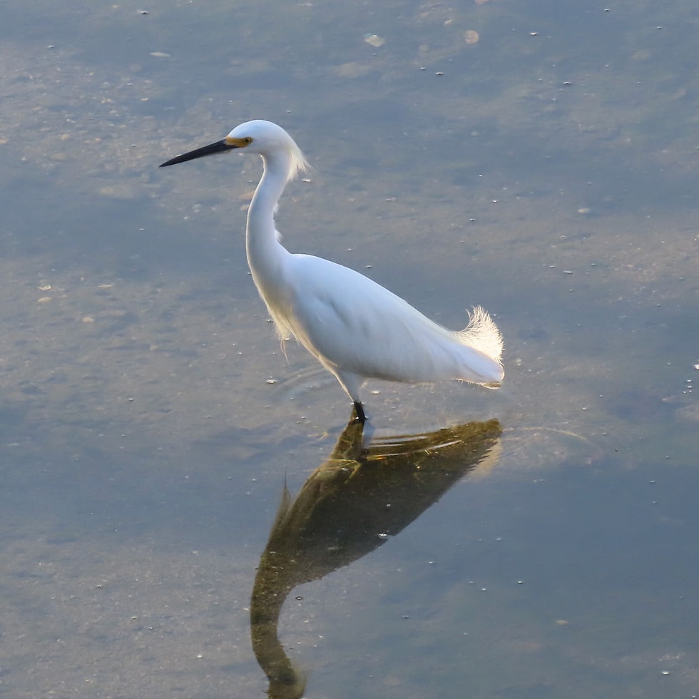 Herons, Egrets, and Bitterns