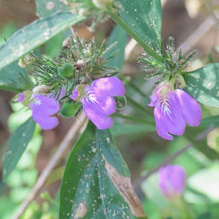 Runyon's Water Willow (Justicia runyonii)