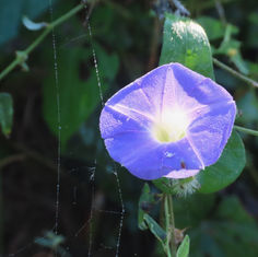 Ipomoea meyeri