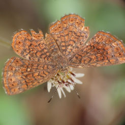 Genus Calephelis - Metalmark Butterfly