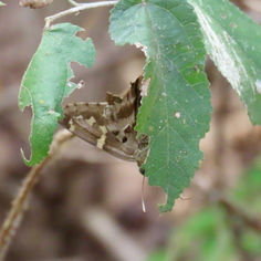 Long-tailed Skipper (Urbanus proteus)