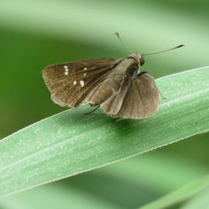 Ocherous Skipper (Lerema ochrius)