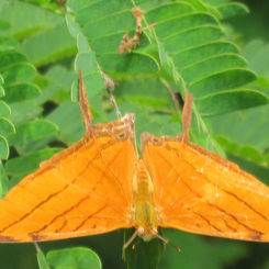 Ruddy Daggerwing (Marpesia petreus)
