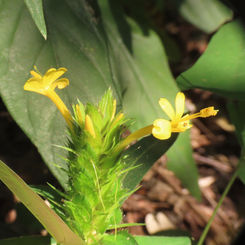 Barleria oenotheroides