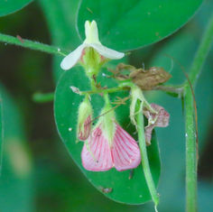 Anil Falso (Coursetia caribaea)