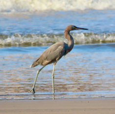 Reddish Egret (Egretta rufescens)