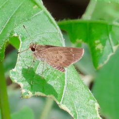 Saturnus Skipper (Callimormus saturnus)