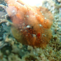 Doriopsilla janaina