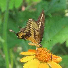Western Giant Swallowtail (Heraclides Rumiko)