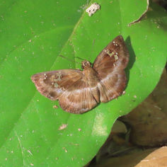 Common Blue-Skipper (Quadrus cerialis)