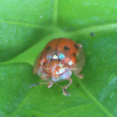 Golden Tortoise Beetle (Charidotella sepunctata)
