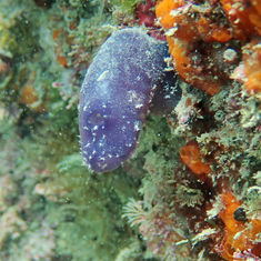 Sea Squirt - Rhopalaea birkelandi