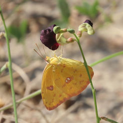 Marcellina Sulphur (Phoebis marcellina)
