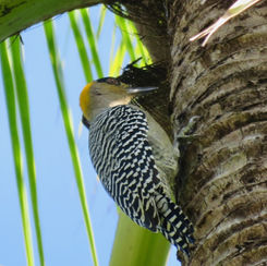 Golden-cheeked Woodpecker (Melanerpes chrysogenys)