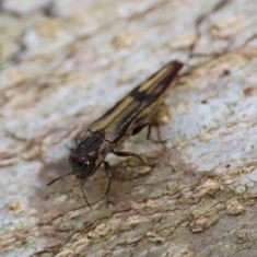 Genus Agrilus (Unknown Species) - Jewel Beetle