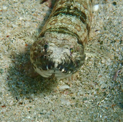 Sauro Lizardfish (Synodus lacertinus)