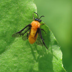 Argid Sawfly (Sericoceros edwardsii)