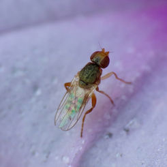 Superfamily Carnoidea