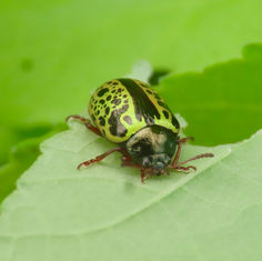 Calligrapha pantherina