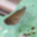 Butterflies of Zijuatanejo, Mexico