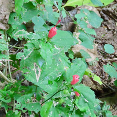 Turk's Cap (Malvaviscus arboreus)