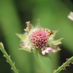 Tridax mexicana